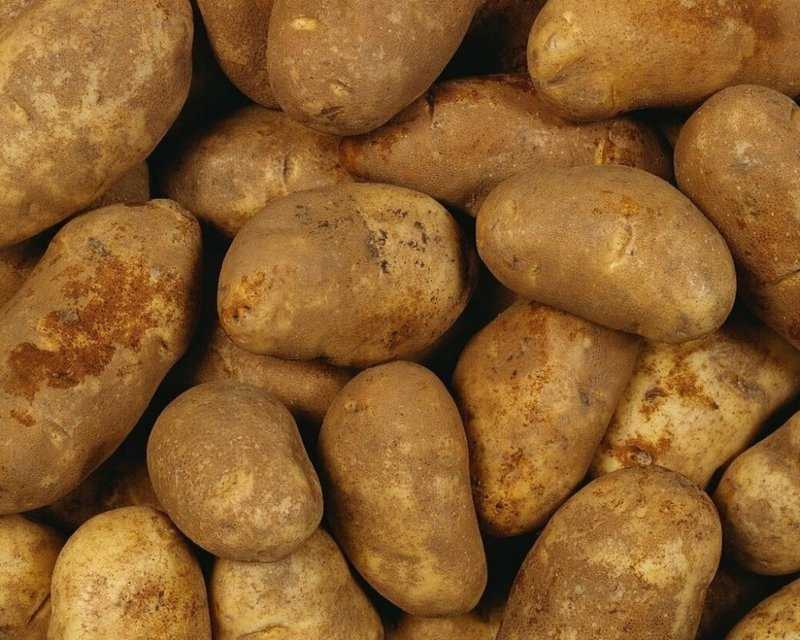Картофель джелли: характеристика сорта, сроки созревания и вкусовые качества