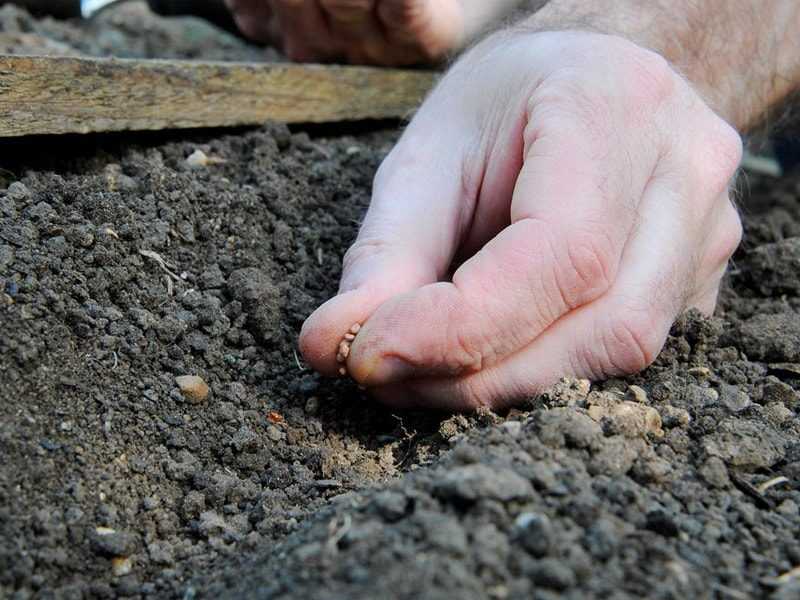 Как и когда сажать редис в открытый грунт? видео — редис как сажать и когда — про огород