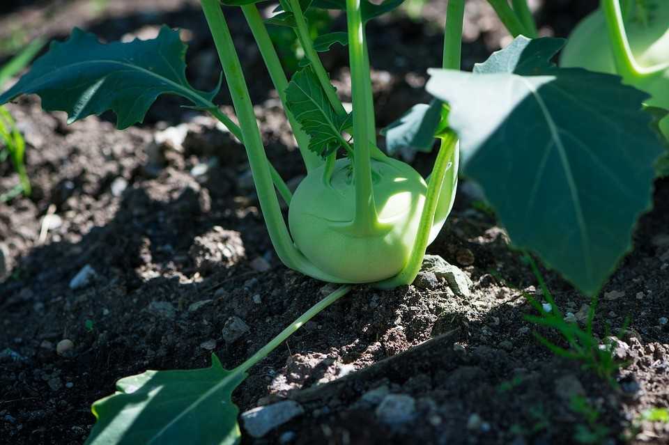 Капуста кольраби - секреты выращивания и ухода в открытом грунте