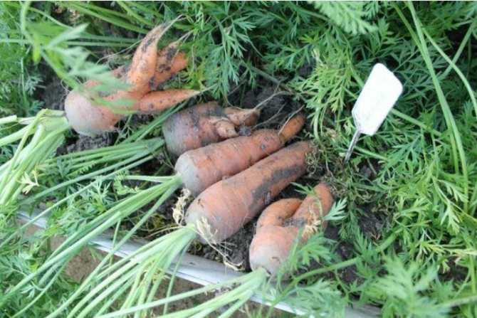 Почему морковь вырастает корявая, рогатая и разветвленная: причины