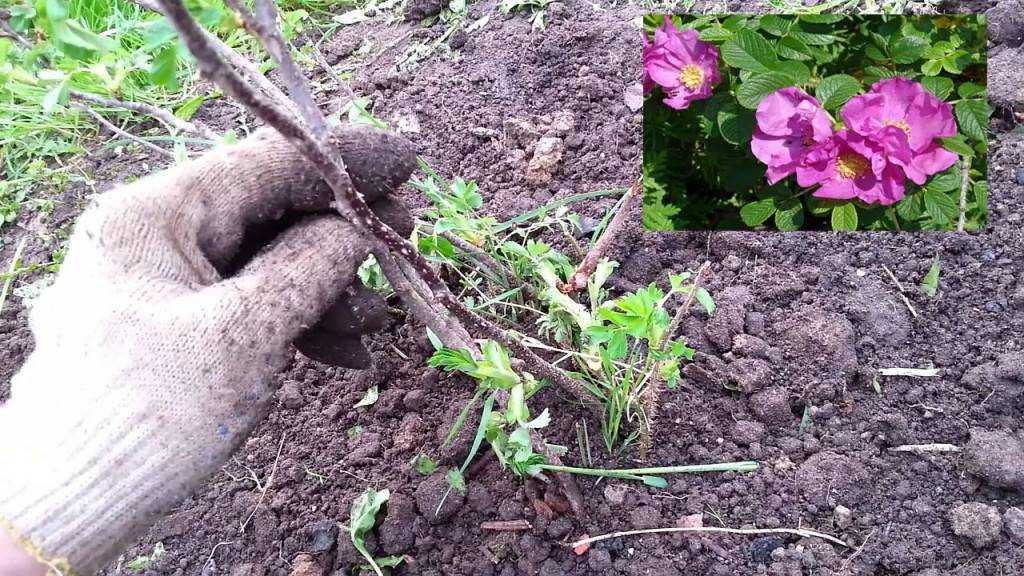 Пересадка роз на новое место в открытом грунте: сроки и правила