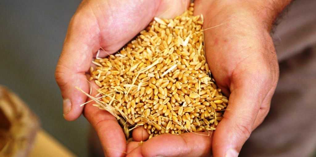 Что такое твердая пшеница: описание, сферы применения и отличия от мягких сортов