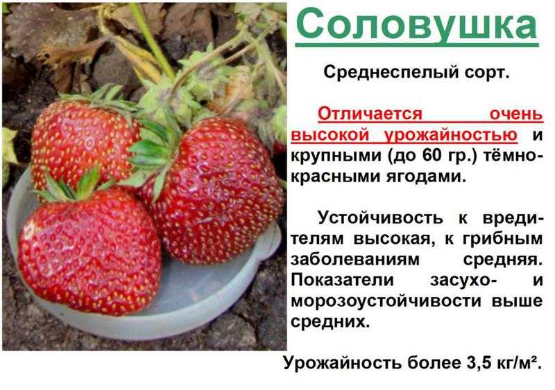 Большая подборка видов и сортов клубники с фото и описанием (44 фото). рекомендации по регионам
