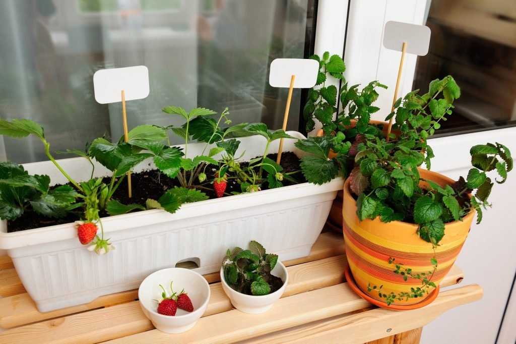 Как вырастить брокколи в домашних условиях и в открытом грунте? советы с фото и видео на ydoo.info