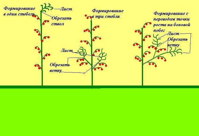 Перцы в теплице выращивание и уход пасынковать схема и описание