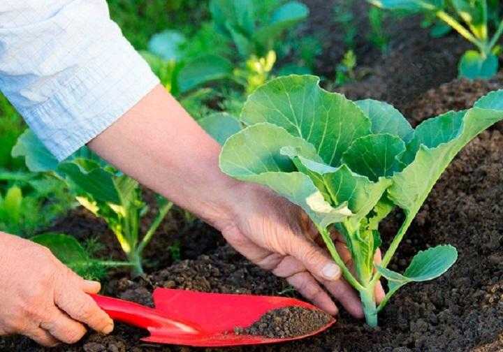 Кольраби: выращивание и уход в открытом грунте из семян, посадка на рассаду, когда сажать капусту, пикировка, подкормка