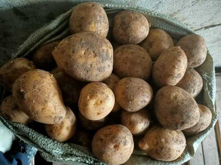 Картофель адретта: описание сорта, как я выращивала, отзыв, фото