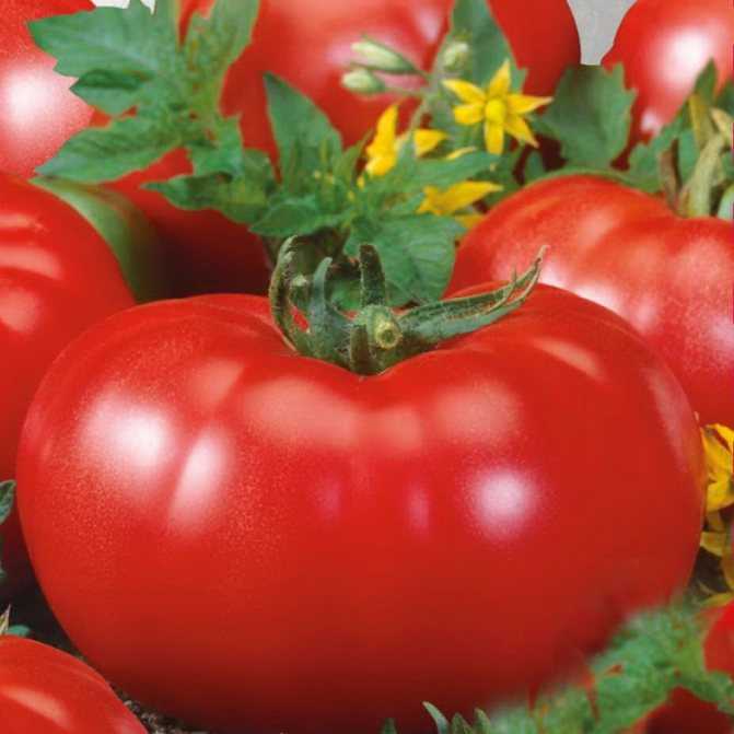 Томат гигант красный характеристика и описание сорта урожайность с фото