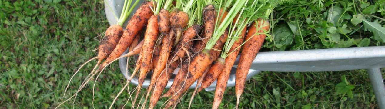 Почему морковь корявая и рогатая: причины проблемы и решение | фазенда рф