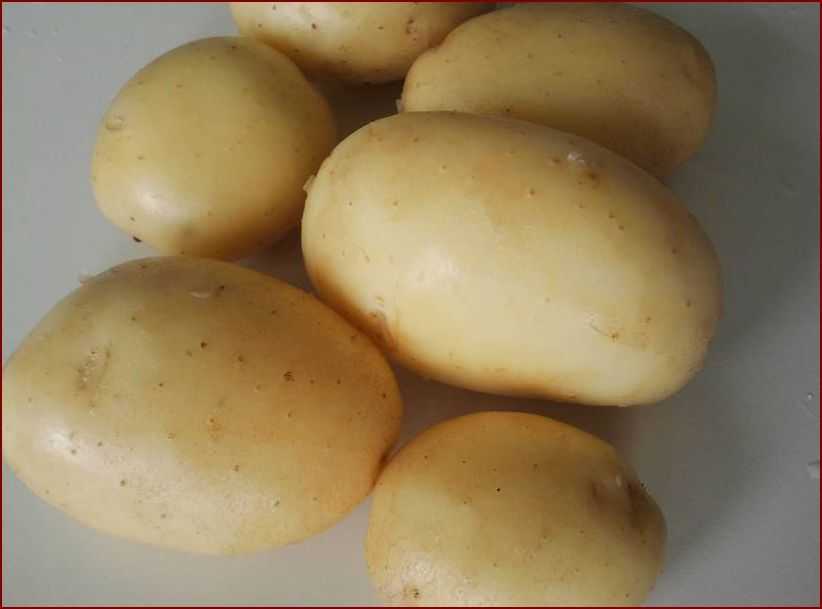 Картофель каратоп: характеристика, вкусовые качества, фото, отзывы