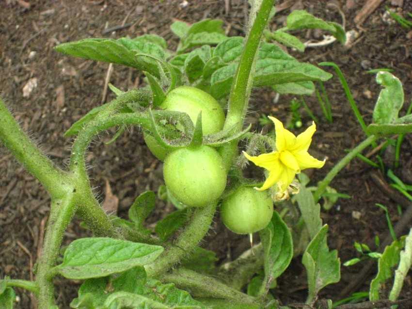 Чем опрыскать помидоры для завязи в открытом грунте и в теплице - народные средства