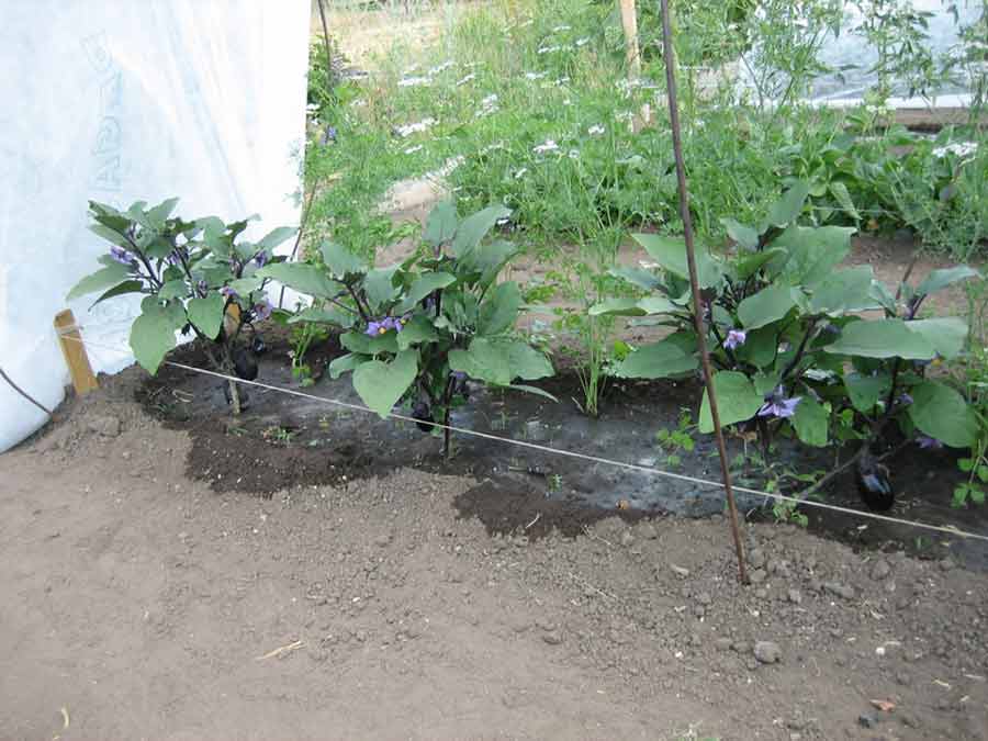 Как часто поливать баклажаны: инструкция для начинающих огородников