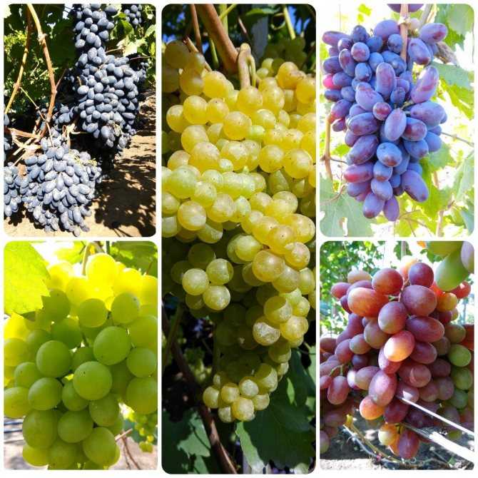 Самые лучшие, вкусные, крупные, популярные сорта винограда