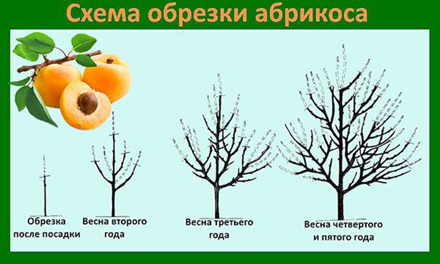 Подкормка персика осенью: как и когда проводится. уход за деревом и его обрезка
