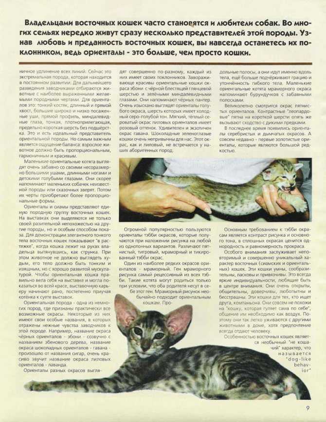 Ориентальная кошка: фото, описание породы, характер, здоровье, уход и содержание