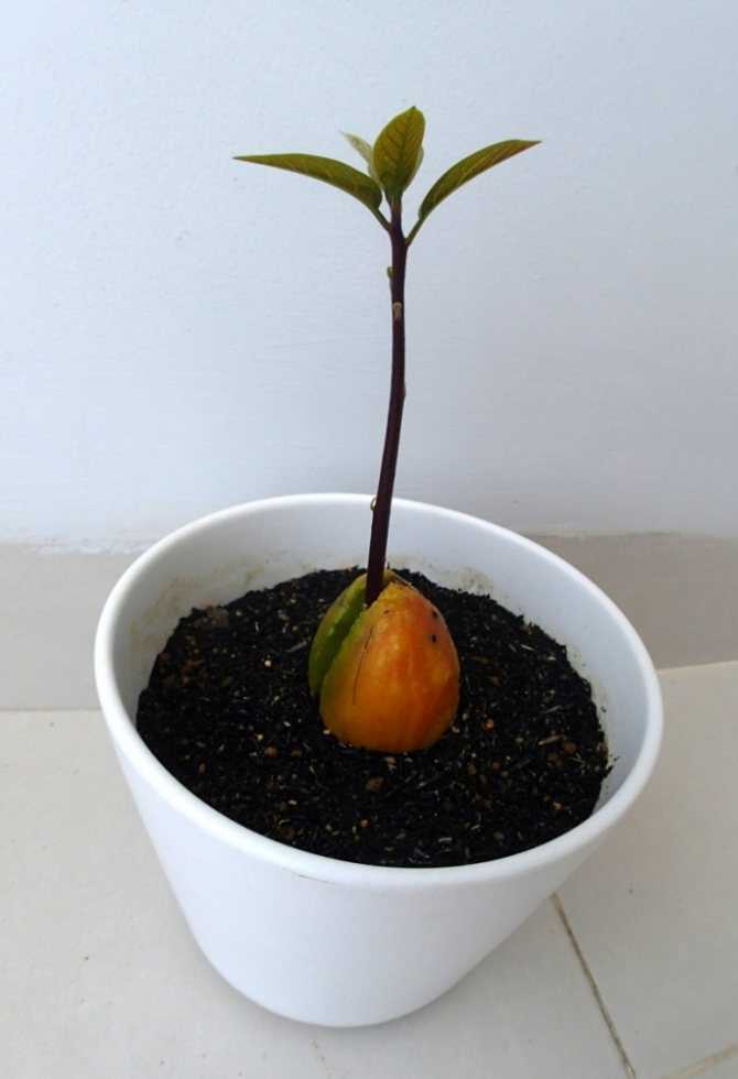 Какой абрикос вырастет из косточки - личный опыт | сайт о саде, даче и комнатных растениях.
