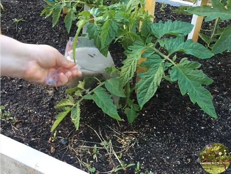 Как подкармливать помидоры в теплице