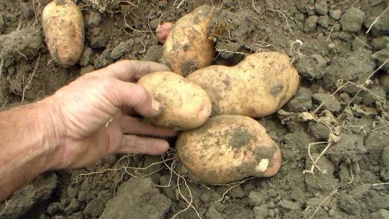 Столовый сорт картофеля «крепыш» для умеренного климата