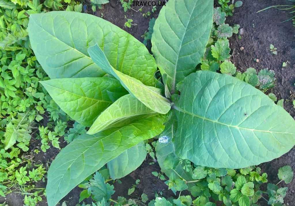 Табак дюбек: описание сорта, его плюсы и минусы, особенности ухода и выращивания, отзывы