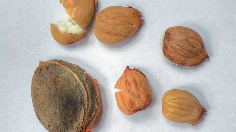 Как вырастить абрикос из косточки – пошаговая инструкция