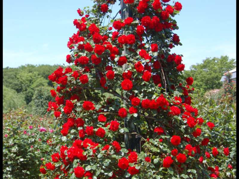Плетистые розы: зимостойкие сорта, цветущие всё лето. топ лучших сортов роз для подмосковья