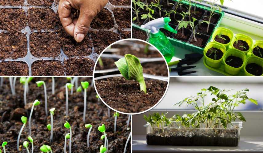 Как прорастить семена овощей для посадки | огородовед
