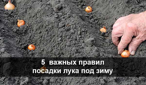 Посадка лука севка под зиму