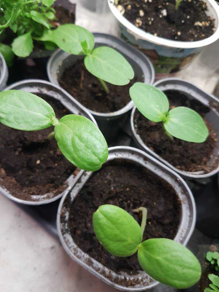 Как посадить арбузы на рассаду в домашних условиях — как сажать арбузы на рассаду в домашних условиях