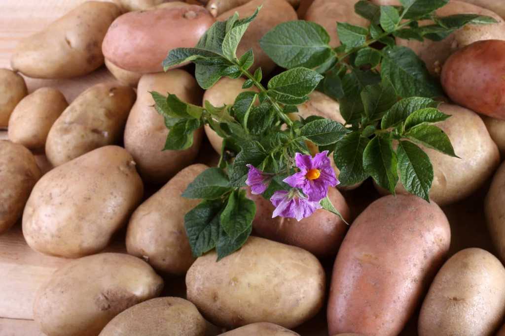 Причины, почему не цветет картофель, и что нужно делать
