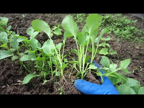 Узнайте за 5 минут: как вырастить брокколи на огороде
