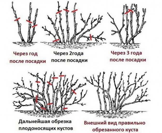 Как обрезать жимолость, в том числе весной, как правильно это сделать, а также особенности формирования саженца растения