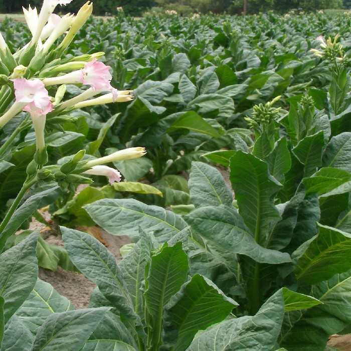 Табак гавана: выращивание и уход за сортом