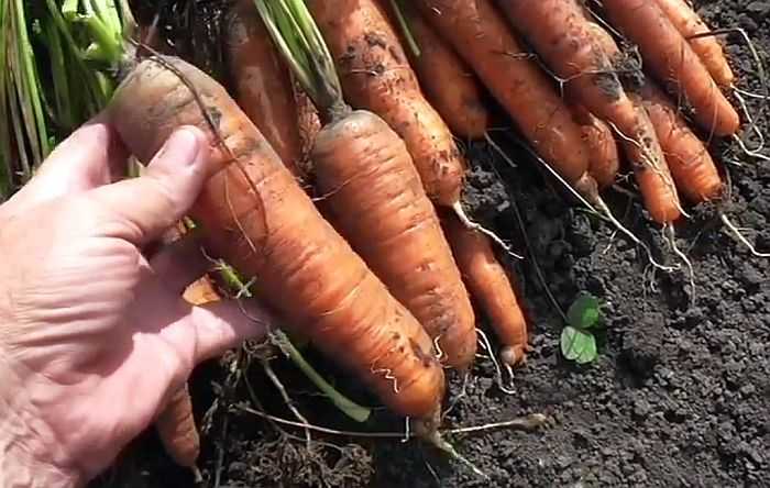 Лучшие сорта моркови для хранения на зиму: Флакке, описание сладкого вида, отзывы о поздних, какая морковка лучше для посадки и способная зимовать в грунте