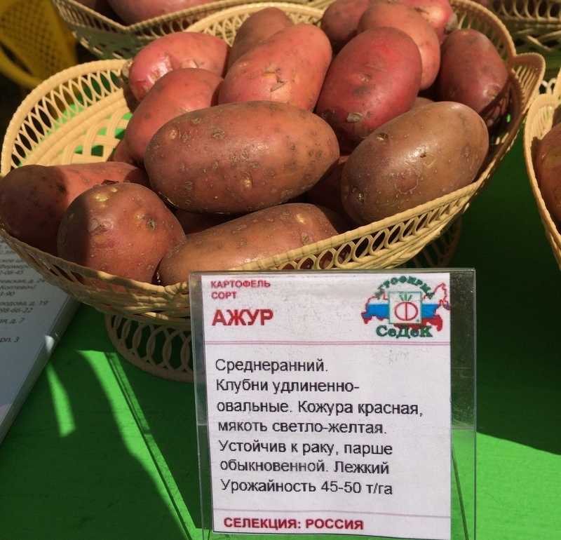 Сорт картофеля «тоскана»: характеристика, урожайность, отзывы и фото