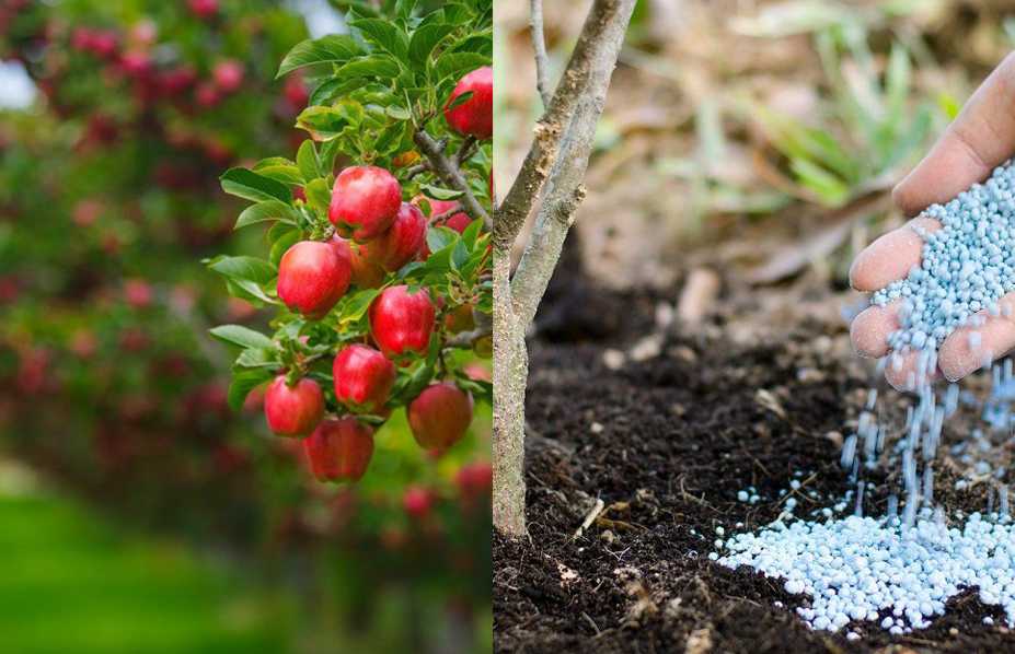 Подкормка плодовых деревьев осенью: осенний рацион для сада