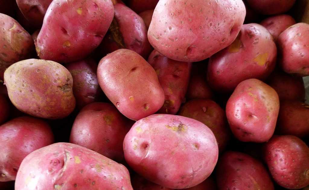 Какая картошка лучше для жарки: красная или белая, как выбрать сорт картофеля для еды в жареном виде и для варки