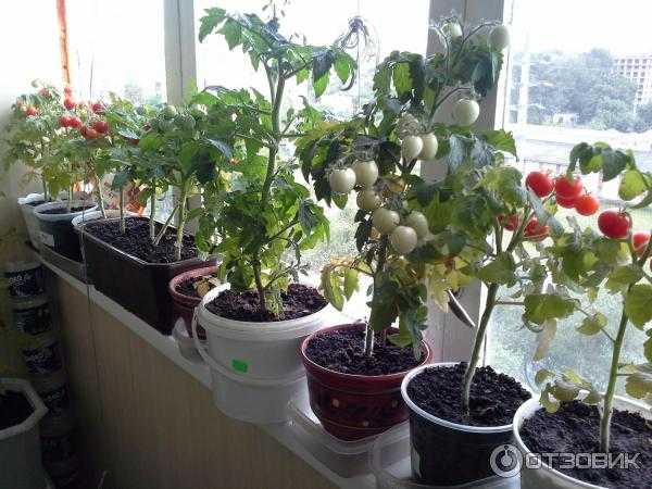 Как пасынковать томаты черри: нужно ли формировать кусты в теплице и открытом грунте, пошаговая схема как правильно это сделать
