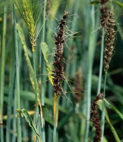Головня стеблевая пшеницы | справочник по защите растений — agroxxi