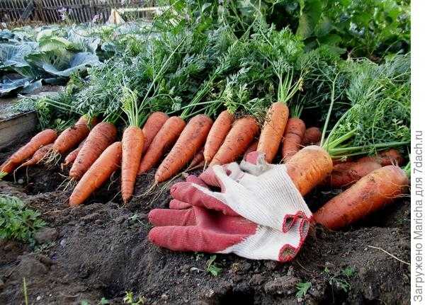 Сорта моркови для хранения на зиму: какой вид лучше выбрать для длительного нахождения в погребе, поздний, ранний либо сладкий selo.guru — интернет портал о сельском хозяйстве