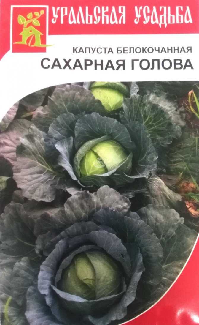 Поздняя капуста сахарная голова: характеристика и описание сорта, отзывы