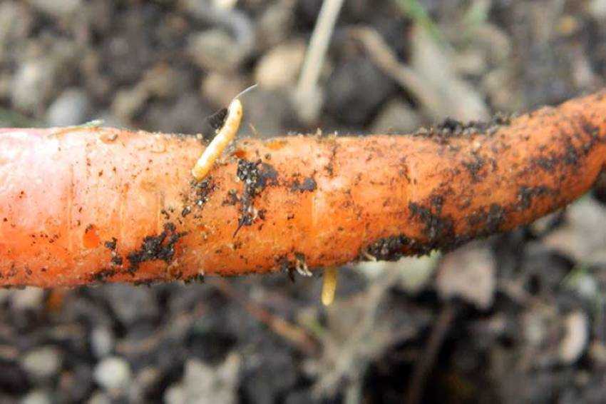 Как избавиться от морковной мухи: методы борьбы народными средствами, химическими препаратами