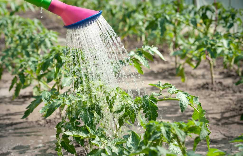 Как поливать перец в открытом грунте правильно: инструкция с советами опытных огородников