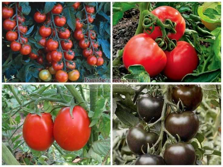 Лучшие ранние сорта томатов для россии и ее регионов