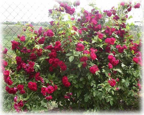 Почвопокровные розы, цветущие все лето: зимостойкие сорта, фото и отзывы