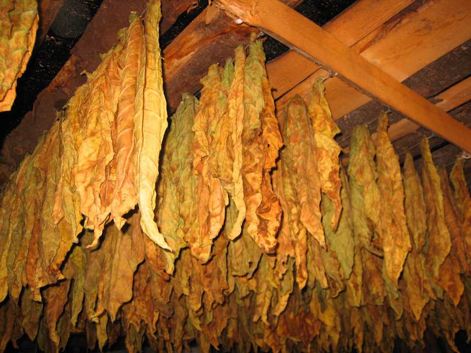 ✅ хранение табака в домашних условиях: после ферментации и сушки, выбор ёмкостей и сроки хранения - tehnoyug.com