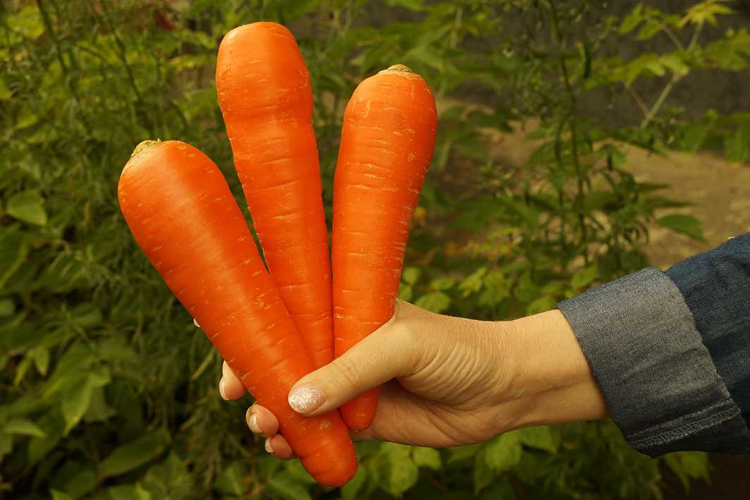 Почему морковка стала оранжевой? до 19 века морковь была фиолетовой! | дачная жизнь