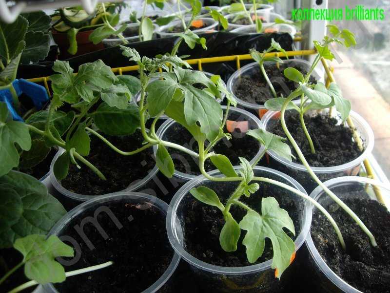Рассада арбузов и выращивание ее в домашних условиях — как сажать арбузы на рассаду — про огород