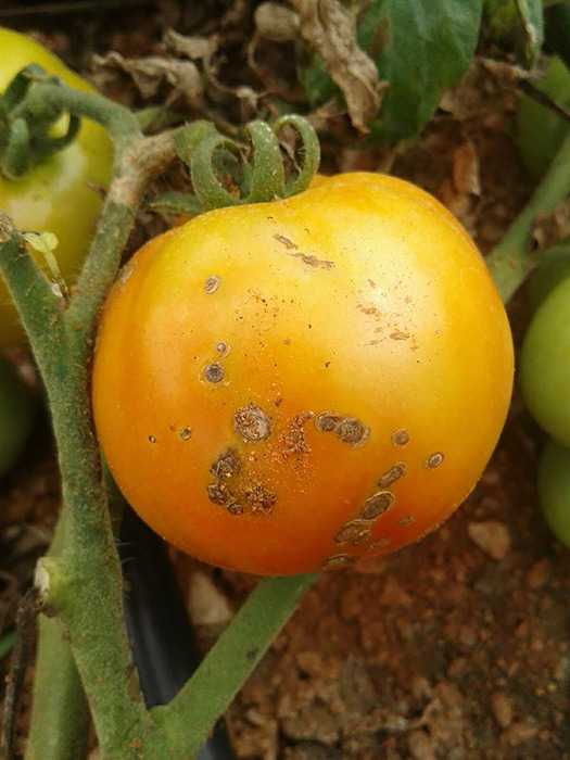 Обработка томатов и перца от болезней