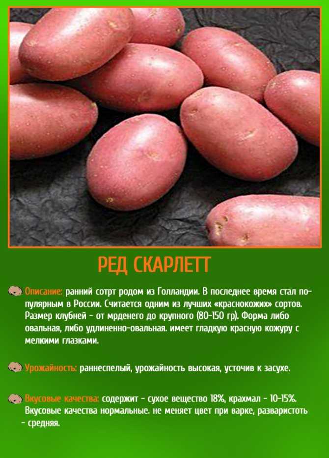 Картофель брянский деликатес описание сорта, фото, отзывы
