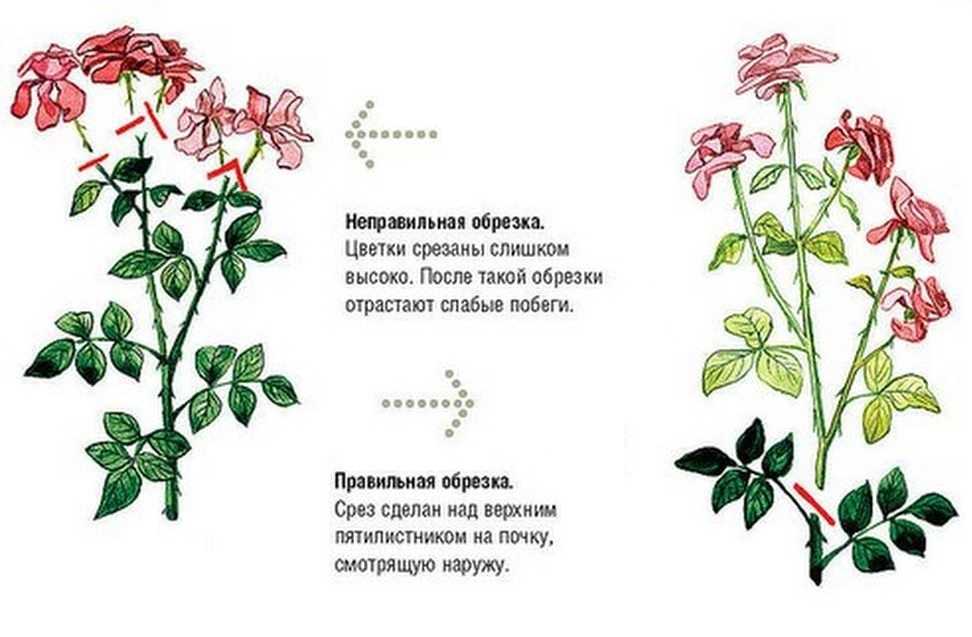 Обрезка роз летом: рекомендации, схемы для разных сортов, дальнейший уход